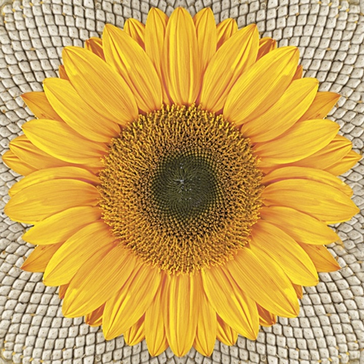 Ubrousky na dekupáž Sunflower on Seeds - 1 ks